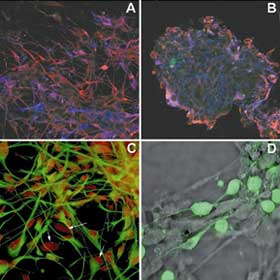 picture of stem cells used in research